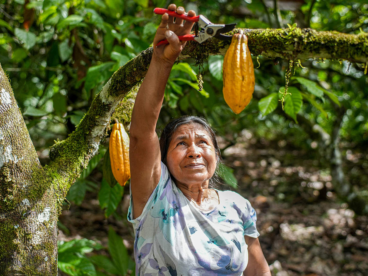 Kleinbäuerin Magdalena Vargas bei Kakao-Ernte
